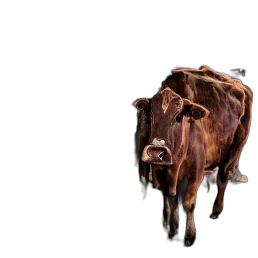 animal, creature, face, food transparent PNG cut-out