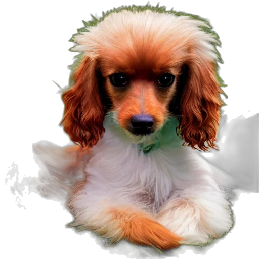 animal, creature, staff, face transparent PNG cut-out