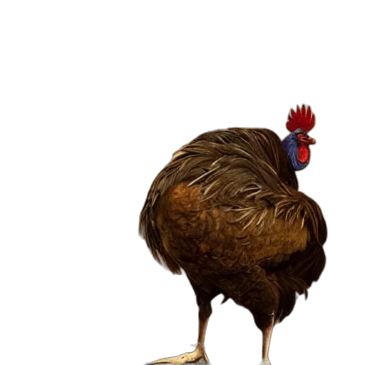 animal, creature, food, hat transparent PNG cut-out