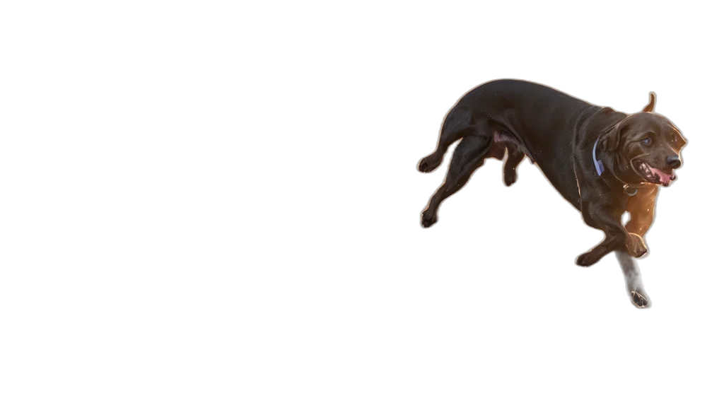 animal, creature, furniture, shoes transparent PNG cut-out