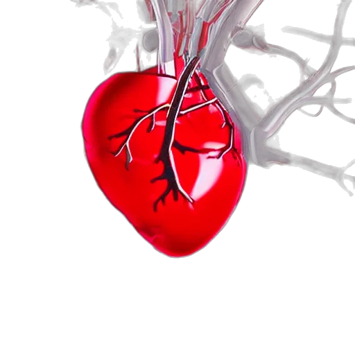 3d render, photorealistic, close, anatomical transparent PNG cut-out