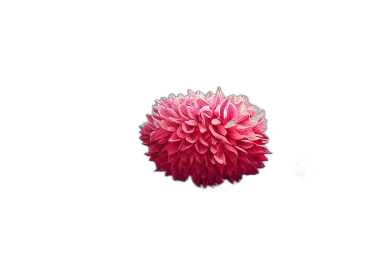 flower, crown, jewelry, hair transparent PNG cut-out
