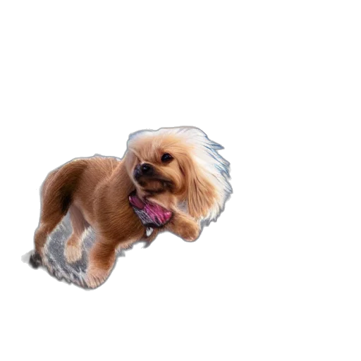 animal, creature, hair, hat transparent PNG cut-out
