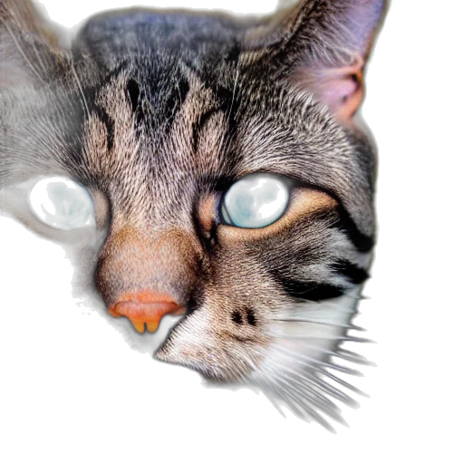 animal, creature, face, staff transparent PNG cut-out
