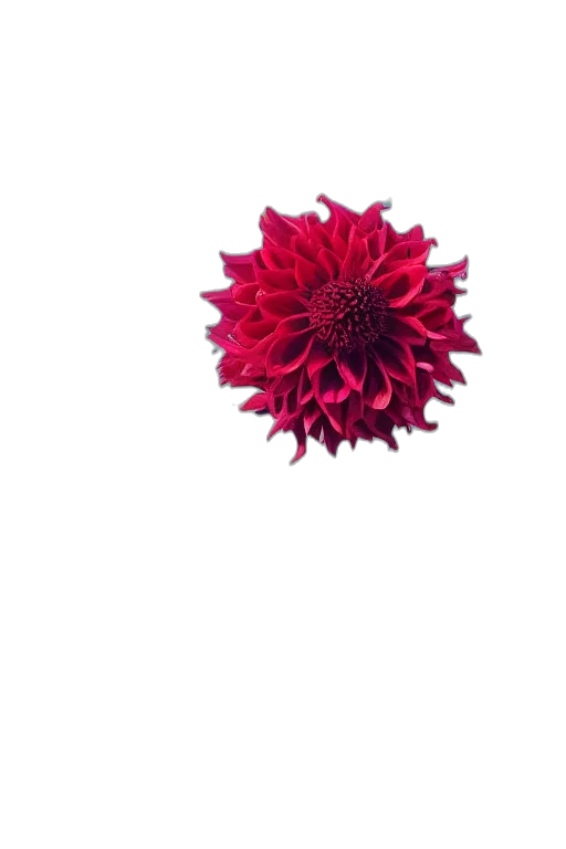 flower, crown, jewelry, staff transparent PNG cut-out