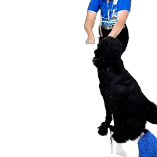 staff, animal, bad, dog transparent PNG cut-out