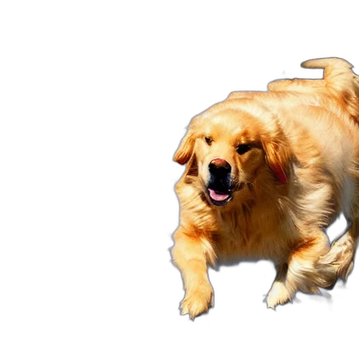 animal, creature, weapon, food transparent PNG cut-out