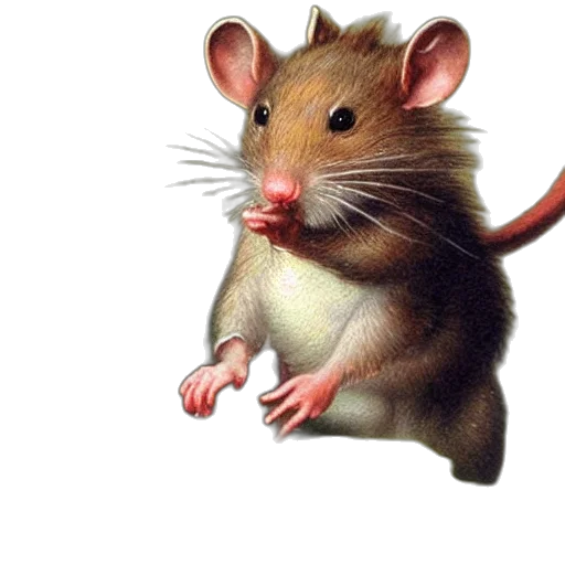 animal, food, creature, staff transparent PNG cut-out