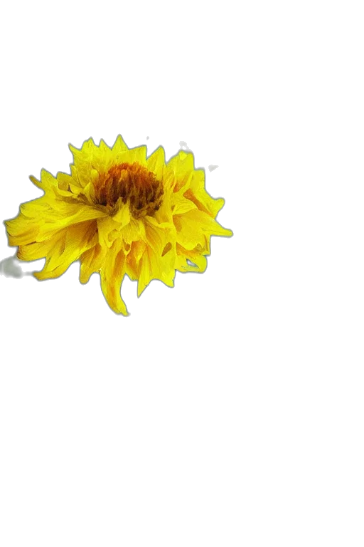 flower, crown, jewelry, staff transparent PNG cut-out