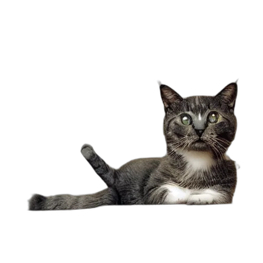 staff, animal, creature, face transparent PNG cut-out