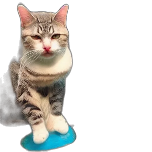 shoes, staff, animal, hat transparent PNG cut-out