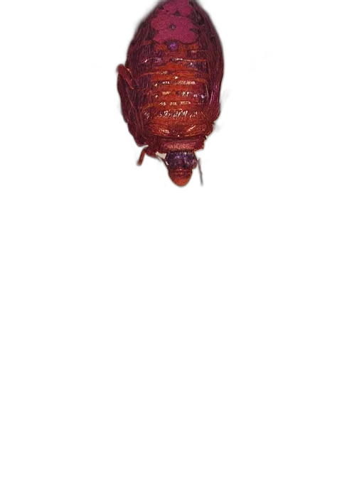 animal, creature, mask, crown transparent PNG cut-out