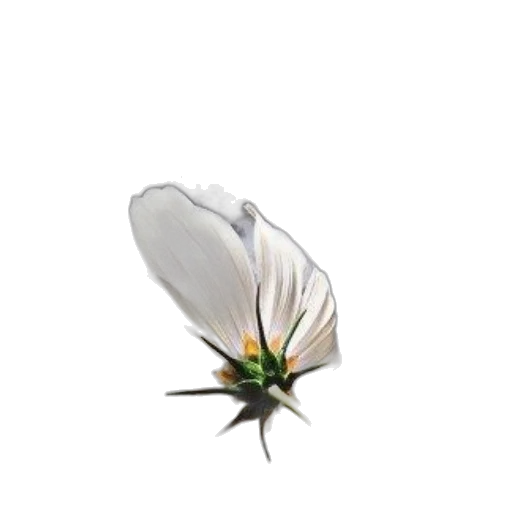flower, hat, crown, jewelry transparent PNG cut-out