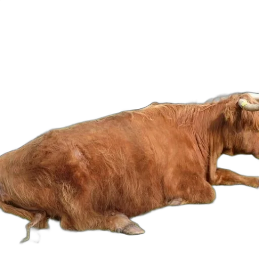 animal, creature, food, weapon transparent PNG cut-out