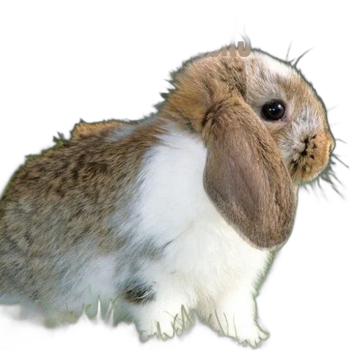 animal, creature, hair, hat transparent PNG cut-out