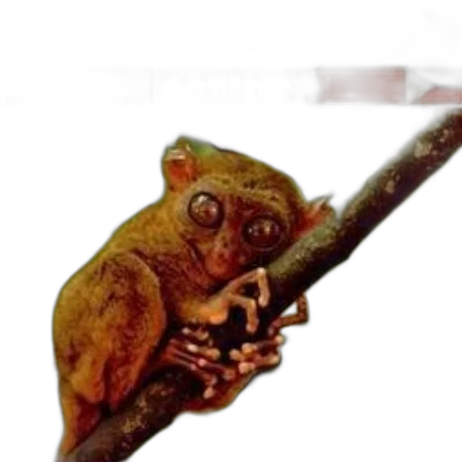staff, animal, creature, weapon transparent PNG cut-out