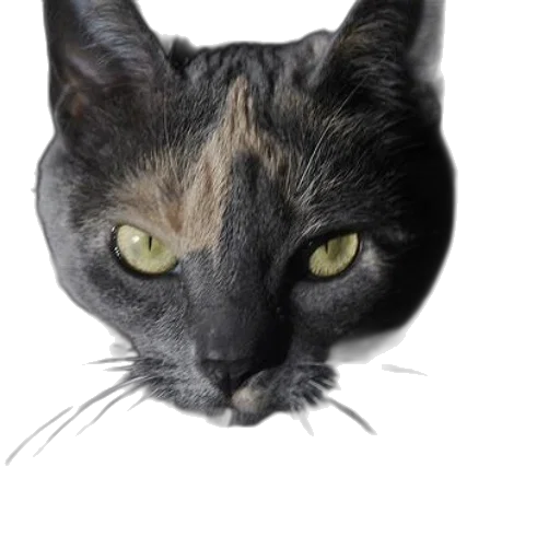 animal, face, creature, mask transparent PNG cut-out