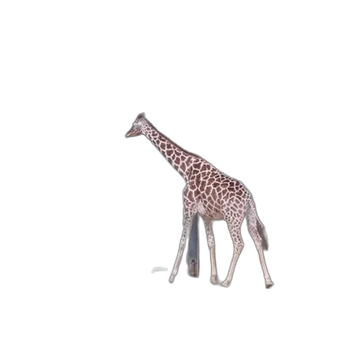 animal, creature, furniture, umbrella transparent PNG cut-out