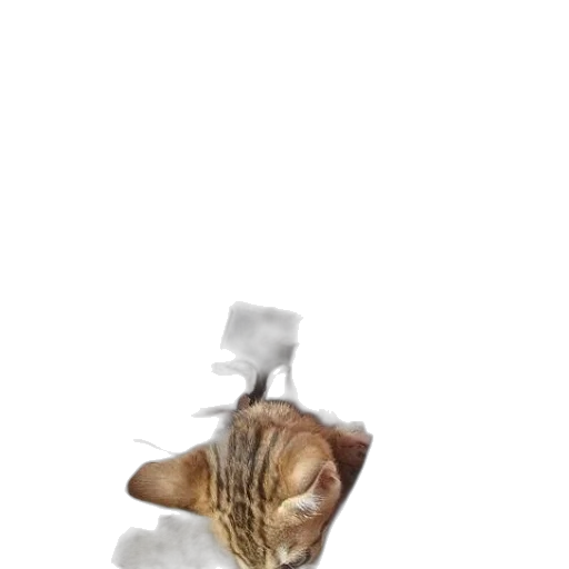 animal, staff, creature, hat transparent PNG cut-out