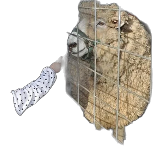 animal, weapon, sword, hat transparent PNG cut-out