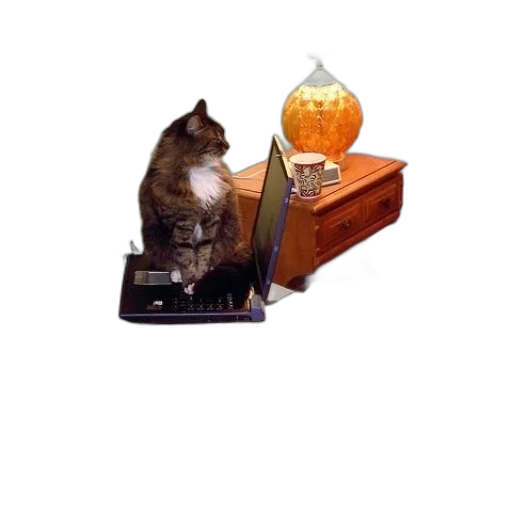 furniture, staff, food, animal transparent PNG cut-out
