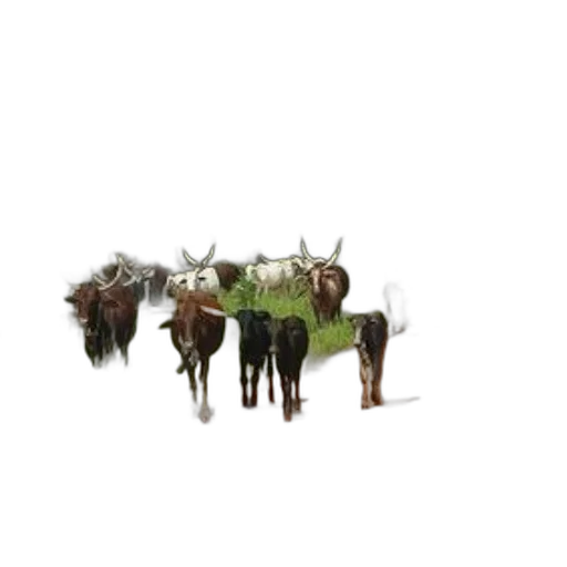 animal, hair, staff, crown transparent PNG cut-out