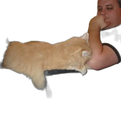 animal, creature, staff, weapon transparent PNG cut-out