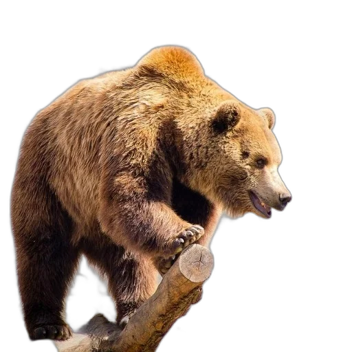 animal, staff, creature, photorealistic transparent PNG cut-out