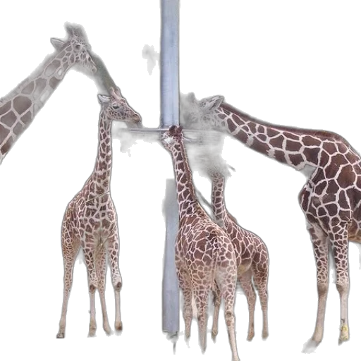 animal, staff, creature, 3d render transparent PNG cut-out
