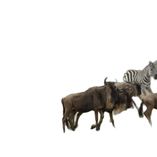 animal, creature, dragon, 3d render transparent PNG cut-out