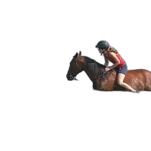 animal, hat, creature, photorealistic transparent PNG cut-out