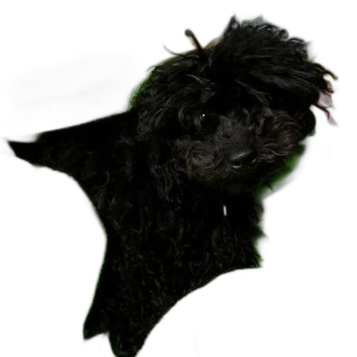 mask, hat, hair, animal transparent PNG cut-out