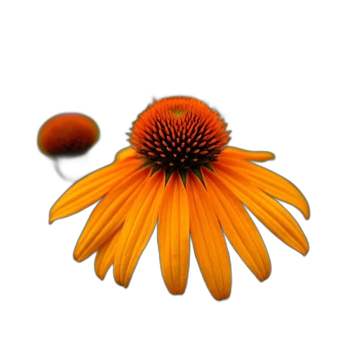 flower, crown, staff, jewelry transparent PNG cut-out