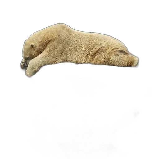 animal, creature, hat, shoes transparent PNG cut-out