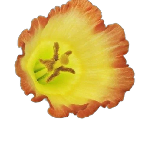 flower, food, crown, jewelry transparent PNG cut-out
