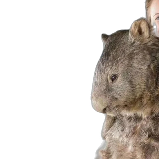 animal, creature, hair, face transparent PNG cut-out