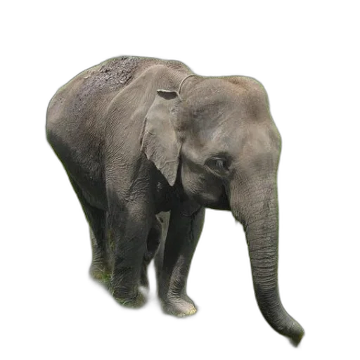 animal, creature, staff, hat transparent PNG cut-out