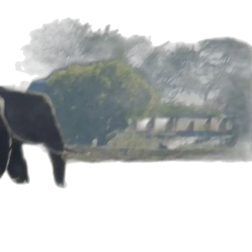 animal, creature, umbrella, weapon transparent PNG cut-out