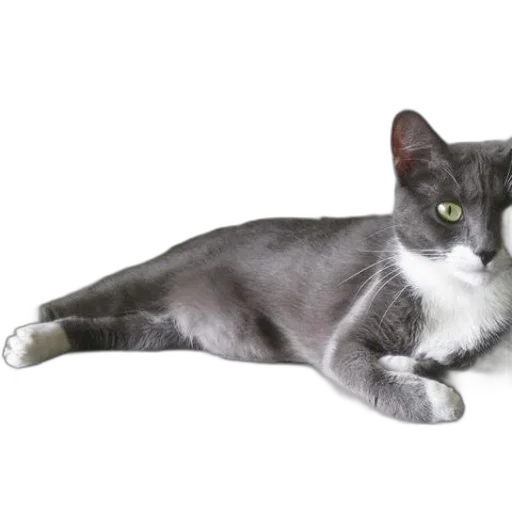 animal, staff, creature, photorealistic transparent PNG cut-out