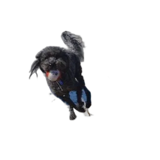 animal, creature, dragon, staff transparent PNG cut-out
