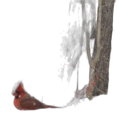 tree, sword, face, staff transparent PNG cut-out