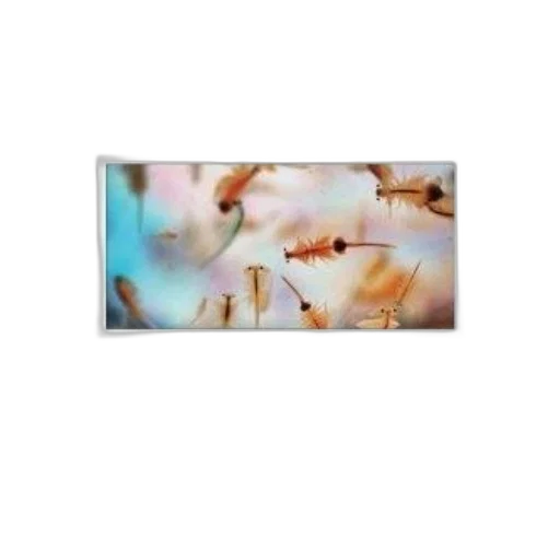 flower, tree, jewelry, animal transparent PNG cut-out