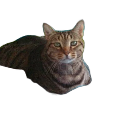 animal, creature, staff, hat transparent PNG cut-out