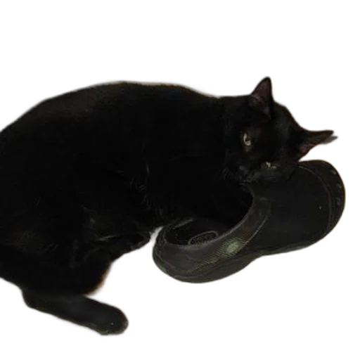 shoes, animal, hat, creature transparent PNG cut-out