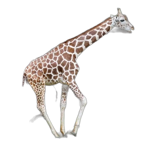 animal, creature, jewelry, staff transparent PNG cut-out