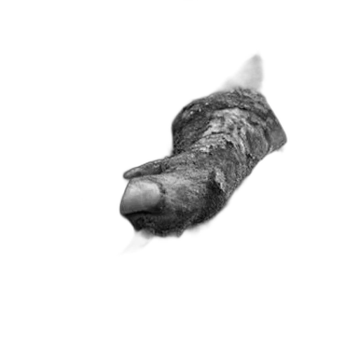 animal, shoes, creature, hair transparent PNG cut-out