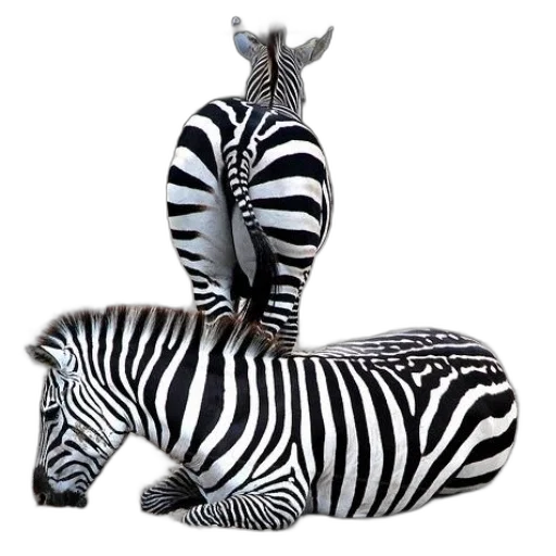 animal, creature, jewelry, 3d render transparent PNG cut-out