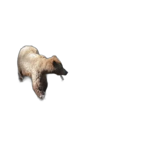 animal, creature, hair, staff transparent PNG cut-out