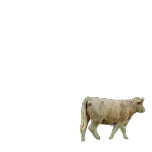 animal, creature, food, robot transparent PNG cut-out