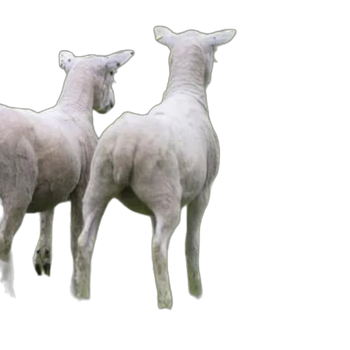 animal, 3d render, photorealistic, concept art transparent PNG cut-out